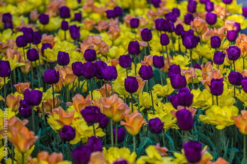 field of colorful tulips