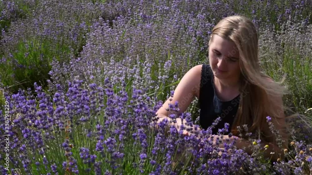 Girl touching, sniffing purple lavender flowers in field. Woman tenderly holds lavender in summer sunlight. Blooming of lavender flowers. Aromatherapy, smelling. Enjoy. Relax time. Closeup. Girl touching, sniffing purple lavender flowers in field. Woman tenderly holds lavender in summer sunlight. Blooming of lavender flowers. Aromatherapy, smelling. Enjoy. Relax time. Closeup.