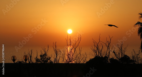 sunset over the sea and branches