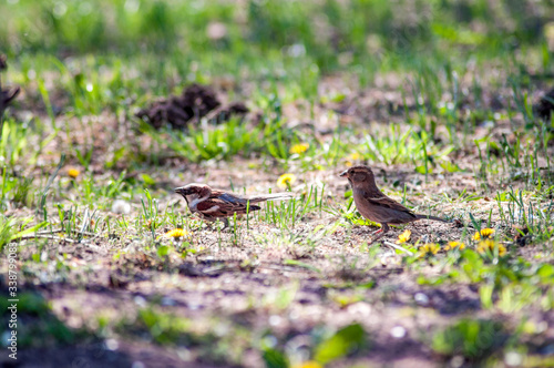 little sparrow eats on the ground