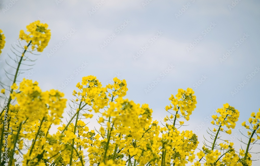 Field of beautiful yellow flowers. Bright rapeseed flowers close-up. Spring flowering backdrop. Botanical natural background. Farming and agriculture concept. Copy space. Selective focus image.
Field of beautiful yellow flowers. Bright rapeseed flowers close-up. Spring flowering backdrop. Botanical natural background. Farming and agriculture concept. Copy space. Selective focus image.