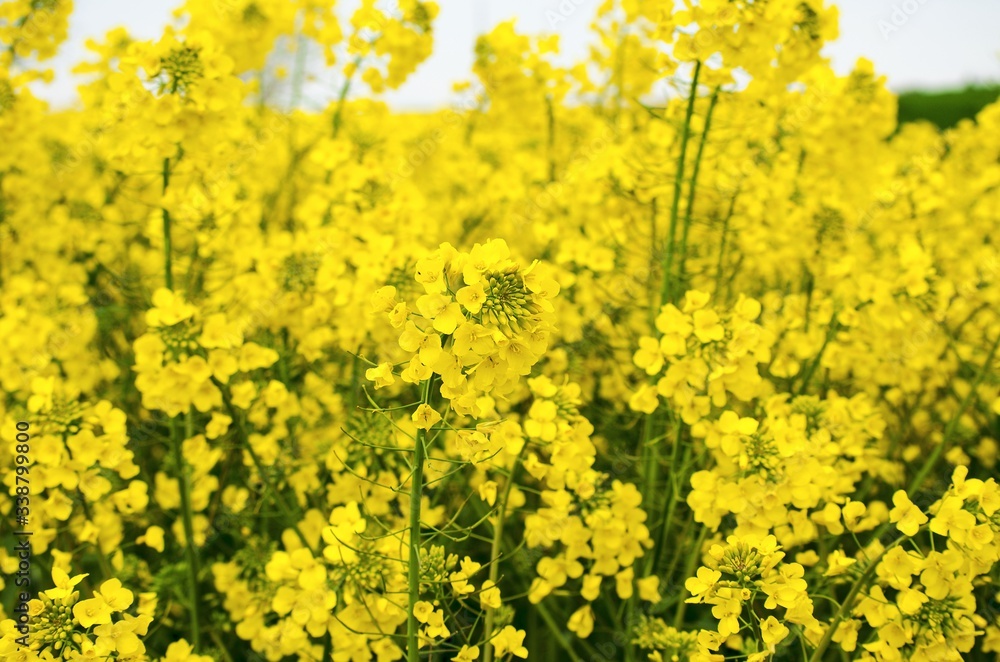 Field of beautiful yellow flowers. Bright rapeseed flowers close-up. Spring flowering backdrop. Botanical natural background. Farming and agriculture concept. Copy space. Selective focus image.
Field of beautiful yellow flowers. Bright rapeseed flowers close-up. Spring flowering backdrop. Botanical natural background. Farming and agriculture concept. Copy space. Selective focus image.