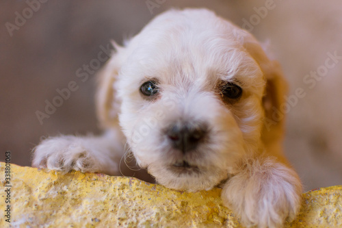 little puppy peeking out