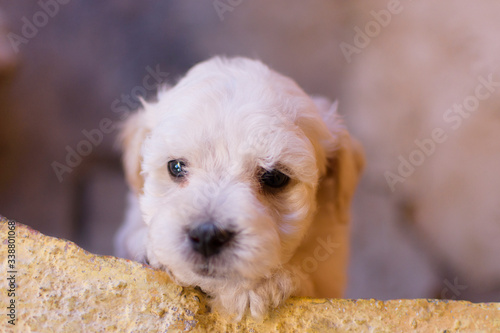 little puppy peeking out