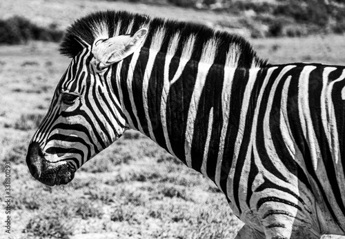 Zebra Addo National Park South Africa