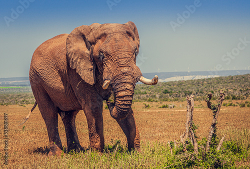 Elephants, bathing Addo National park South Africa
