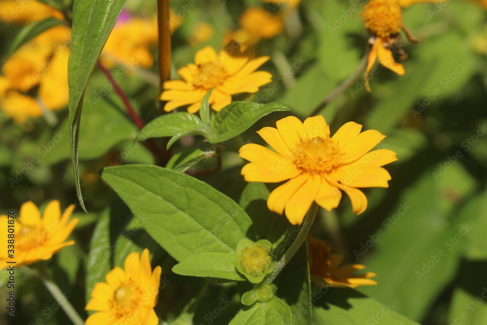 yellow flower in the garden yellow flower in the garden