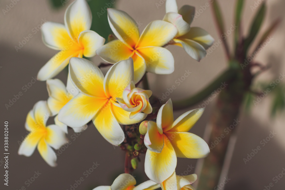 Fototapeta premium Plumeria white and yellow flower blooming on home garden