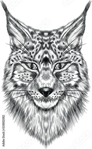 lynx head portrait animal vector black and white sketch