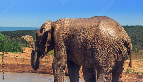 Elephants, bathing Addo National park South Africa