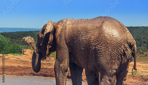 Elephants  bathing Addo National park South Africa