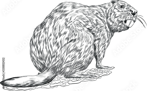 beaver sketch black and white coloring vector