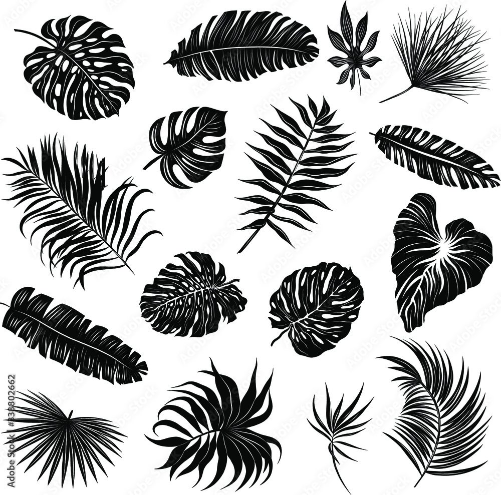 palm leaves set black and white palm leaves set black and white