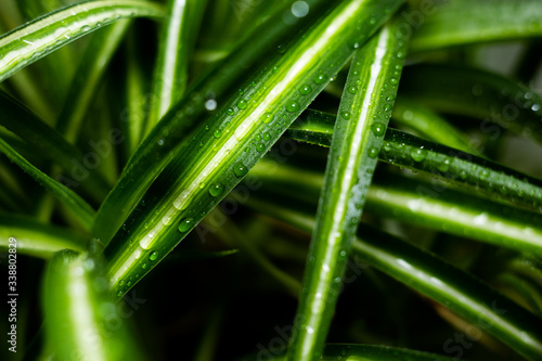 drops of water on the long leaves of an indoor flower photo