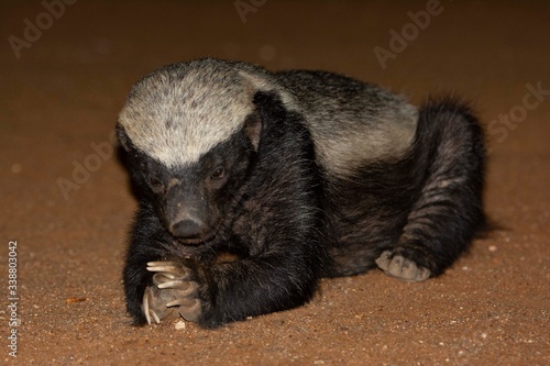 African honey badger playing on the floor.