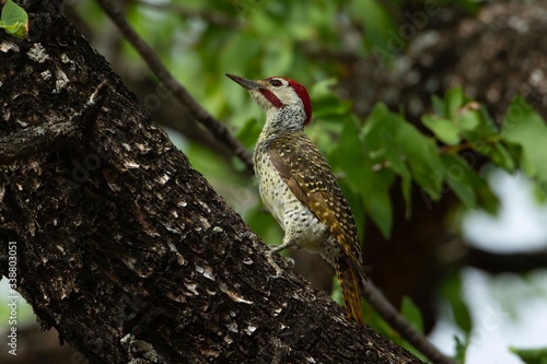 African woodpecker on a tree.