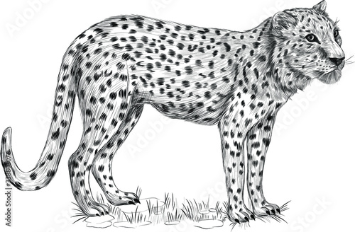 black and white leopard animal of Africa with spots sketch