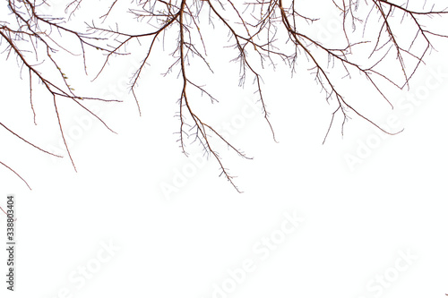 Natural white background leaf picture