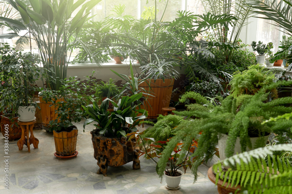 Green plants in botanical garden indoor.