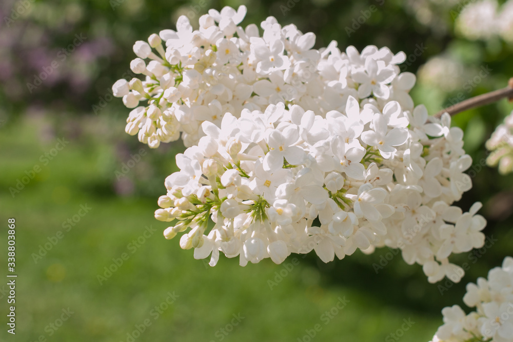 Blossoming branch of a white lilac close-up Blossoming branch of a white lilac close-up