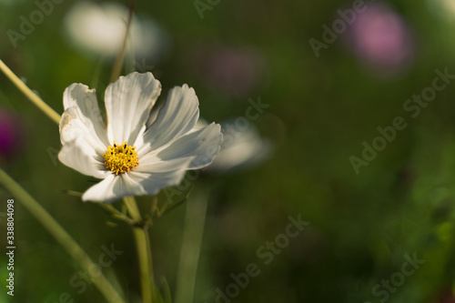 flowers in the golden hour