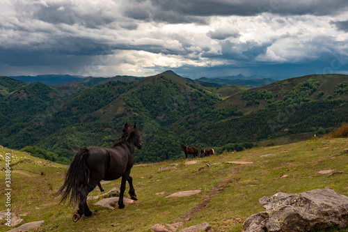 Wild horse in the remote basque country photo