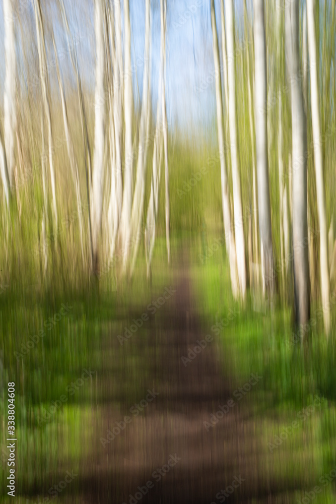 Obraz premium An abstract approach to a birch forest through a vertical panning