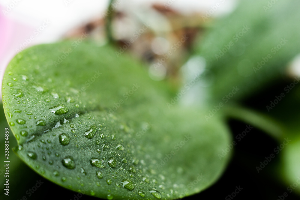 drops of water on large green leaves drops of water on large green leaves