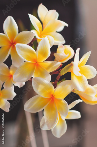 Plumeria white and yellow flower blooming on home garden