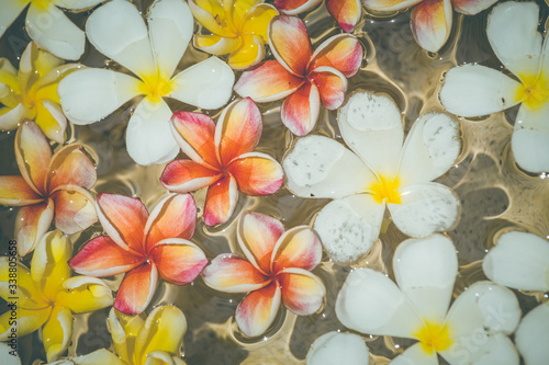 Frangipani flowers colorful tropical scent on water treatment in the health spa is illustrated