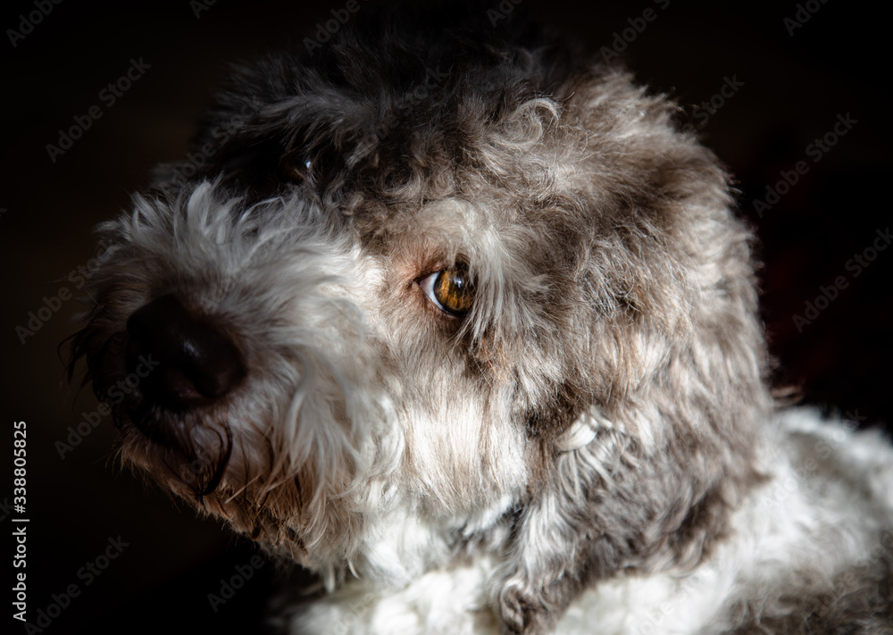 Lagotto romagnolo look with bright eyes