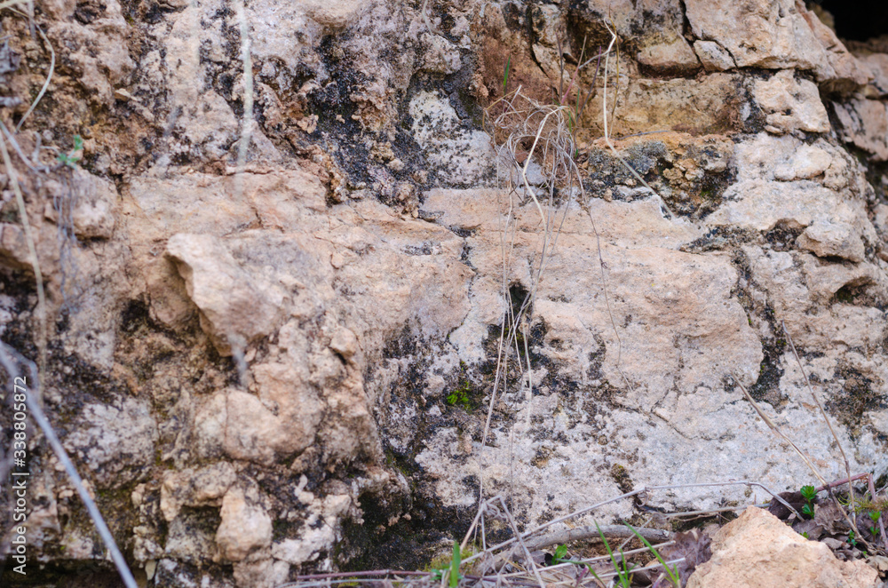 Texture of the stone and plants around it Texture of the stone and plants around it