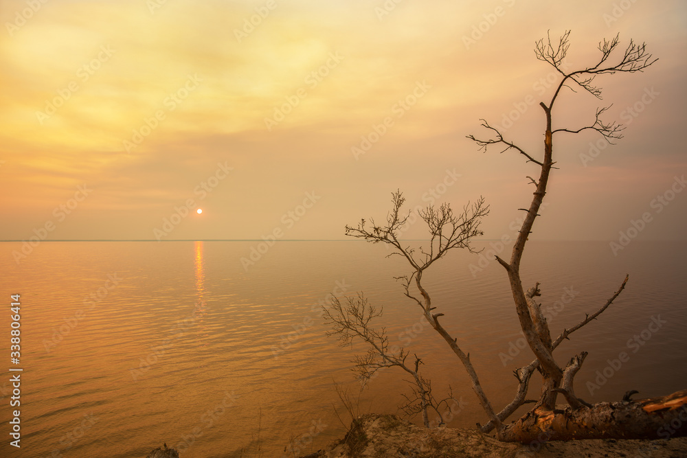 landscape with a dry tree on a background of a sunset over the sea landscape with a dry tree on a background of a sunset over the sea