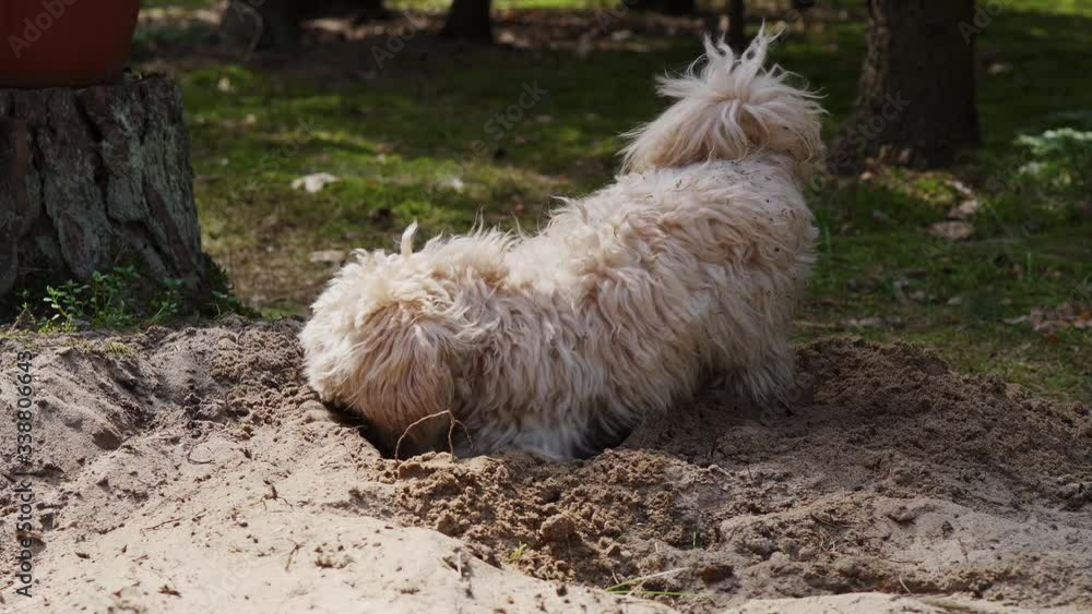 little puppy digs a hole in the sand in the spring forest little puppy digs a hole in the sand in the spring forest