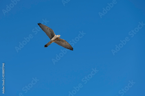 Flying peregrine falcon bird with spread-out wings against blue sky.