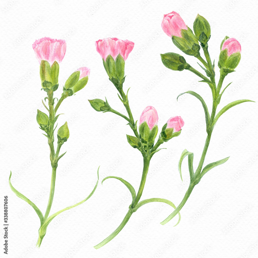 Carnation flowers. Branches with buds and leaves. Botanical watercolor. Use printed materials, signs, objects, sites, maps, posters, postcards, packaging.