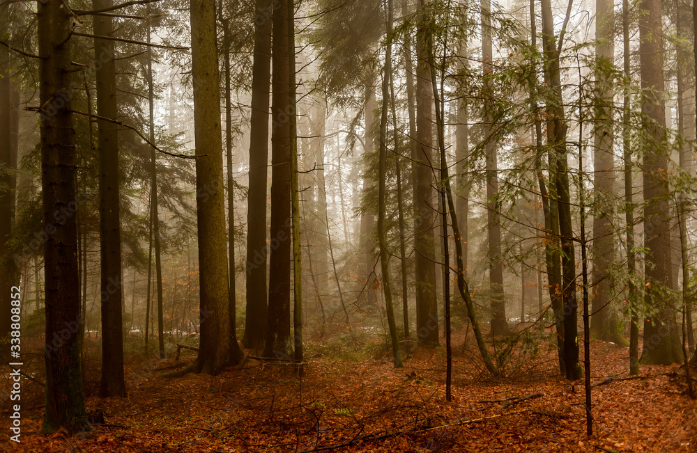 Obraz premium Idyllischer Wald am Abend.