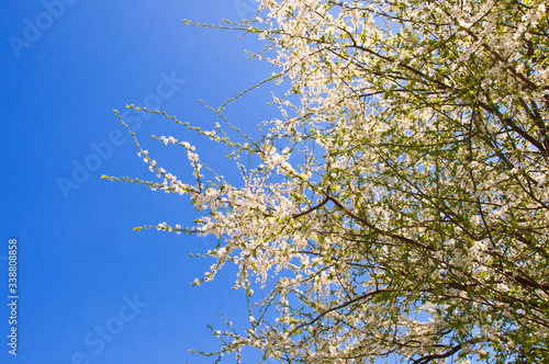 Cherry blossom and blue sky background