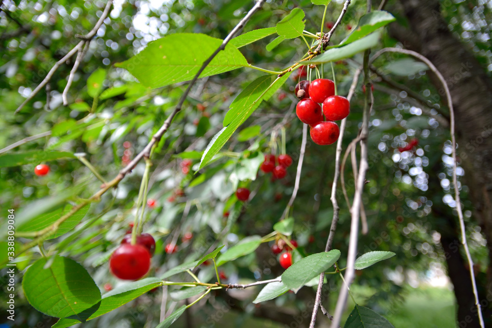 cherry berries on the branches