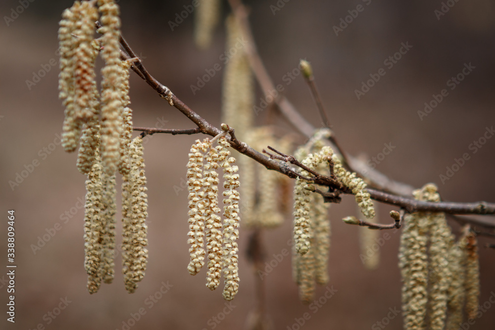 Birch blossom - long catkins on the branches close-up. Birch branches in early spring in a light yellow-green color Birch blossom - long catkins on the branches close-up. Birch branches in early spring in a light yellow-green color