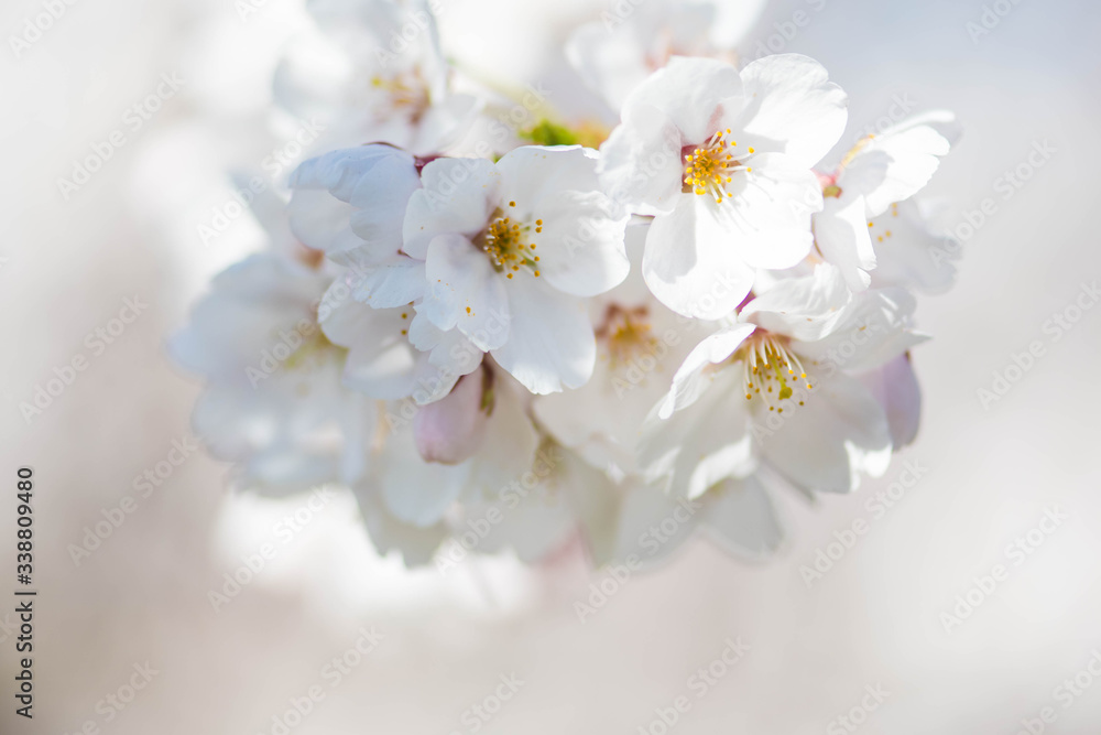 Sakura. Bloom, flowering, from bud to flower. First blossom buds and flowers in the spring. The coming of spring, the awakening of nature, the first flowers, buds and leaves, close up