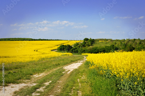 Bright rapeseed field on forest background, summer landscape