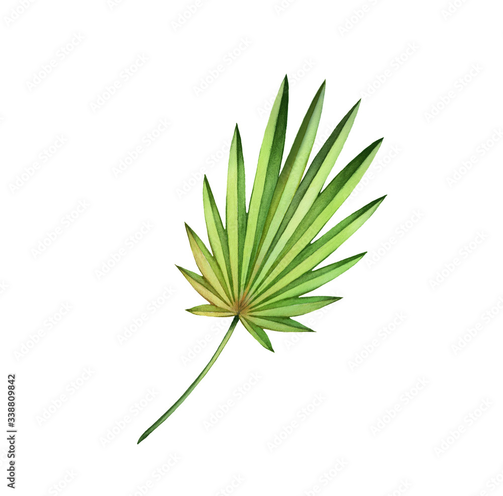 Watercolor fan palm leaf. Exotic green plant isolated on white. Hand painted detailed artwork. Realistic botanical illustration for wedding design, cards, decor Watercolor fan palm leaf. Exotic green plant isolated on white. Hand painted detailed artwork. Realistic botanical illustration for wedding design, cards, decor