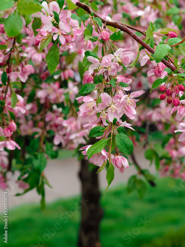 Spring Cherry Blossom Tree in full bloom, up close, with the branches and blooms coming down like an umbrella, beautiful pink flowers and green leaves in nature!