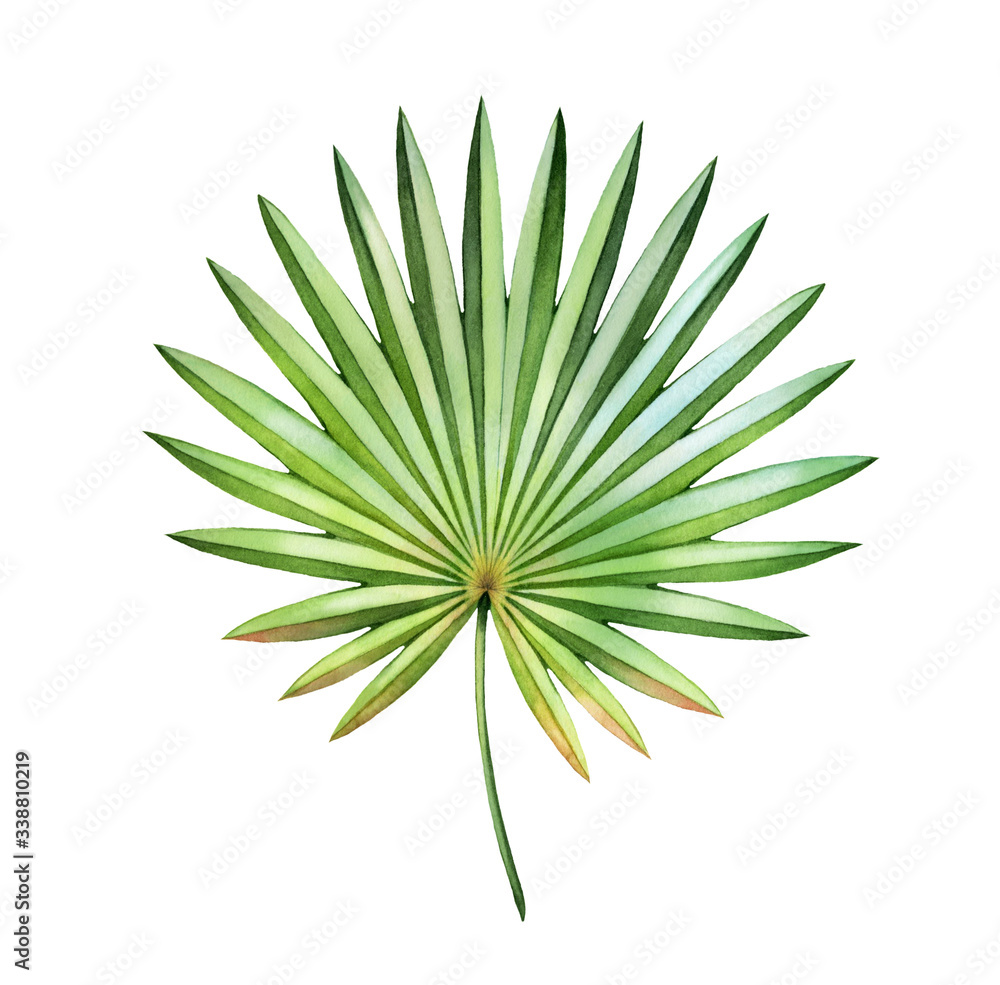 Watercolor palm leaf. Exotic green leaf isolated on white. Hand painted detailed artwork. Realistic botanical illustration for wedding design, cards, decor Watercolor palm leaf. Exotic green leaf isolated on white. Hand painted detailed artwork. Realistic botanical illustration for wedding design, cards, decor