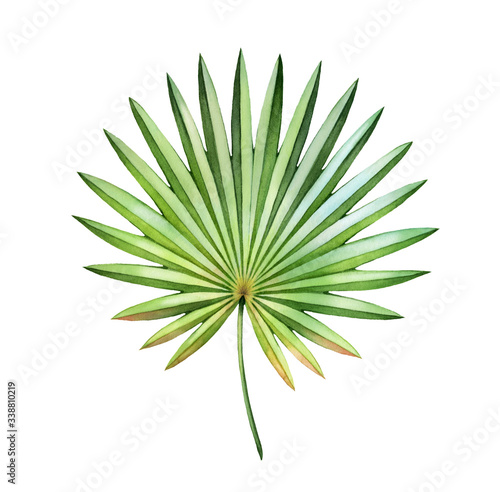 Watercolor palm leaf. Exotic green leaf isolated on white. Hand painted detailed artwork. Realistic botanical illustration for wedding design, cards, decor