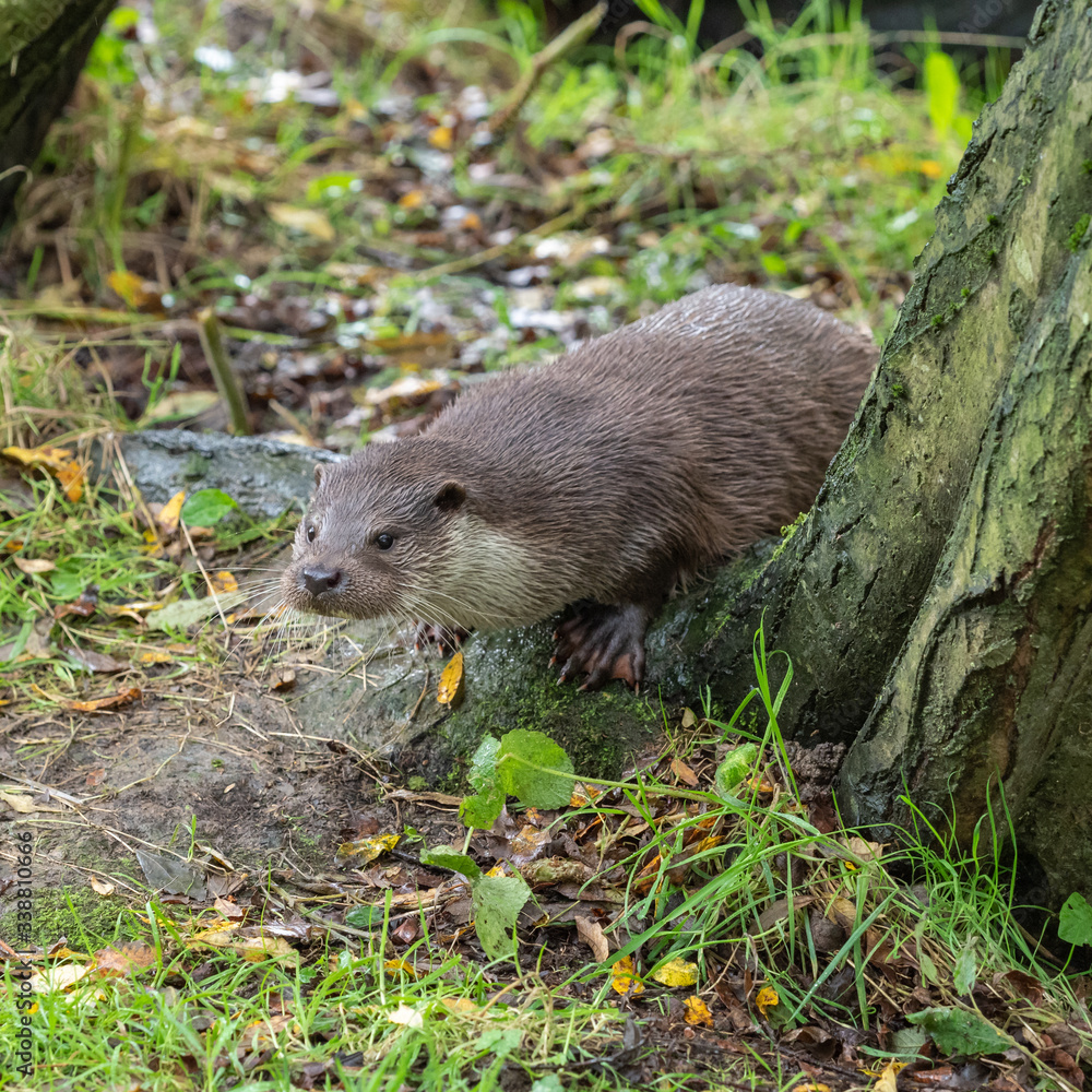 Eurasian otter (Lutra lutra) on a grass bank Eurasian otter (Lutra lutra) on a grass bank