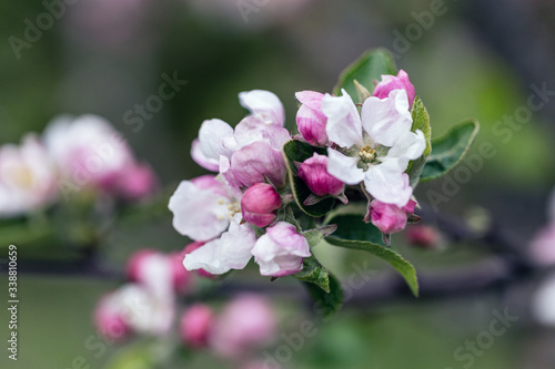 Apple Blossom closeup in garden. Beautiful spring background