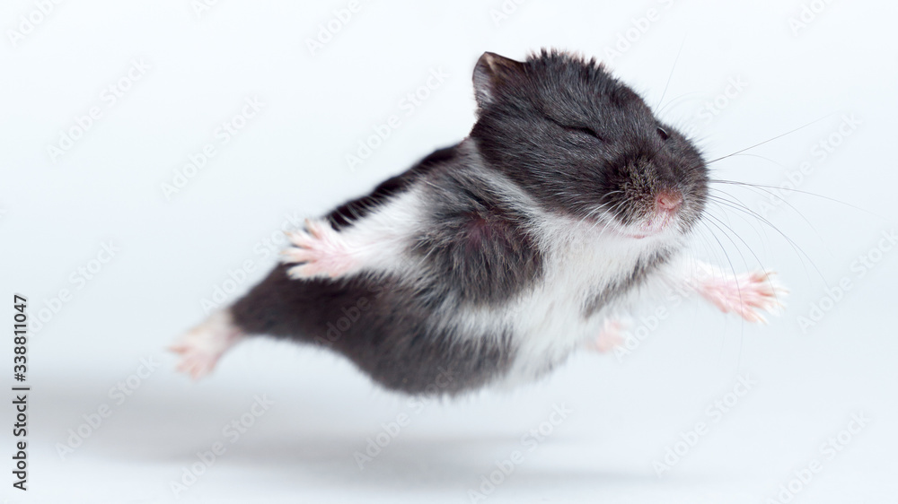 Flying hamster hot sale hd