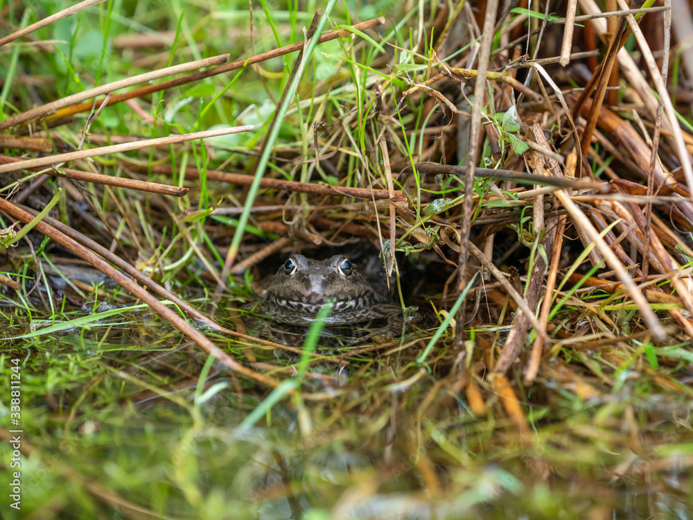 Marsh frog ( Pelophylax ridibundus ) in water Marsh frog ( Pelophylax ridibundus ) in water